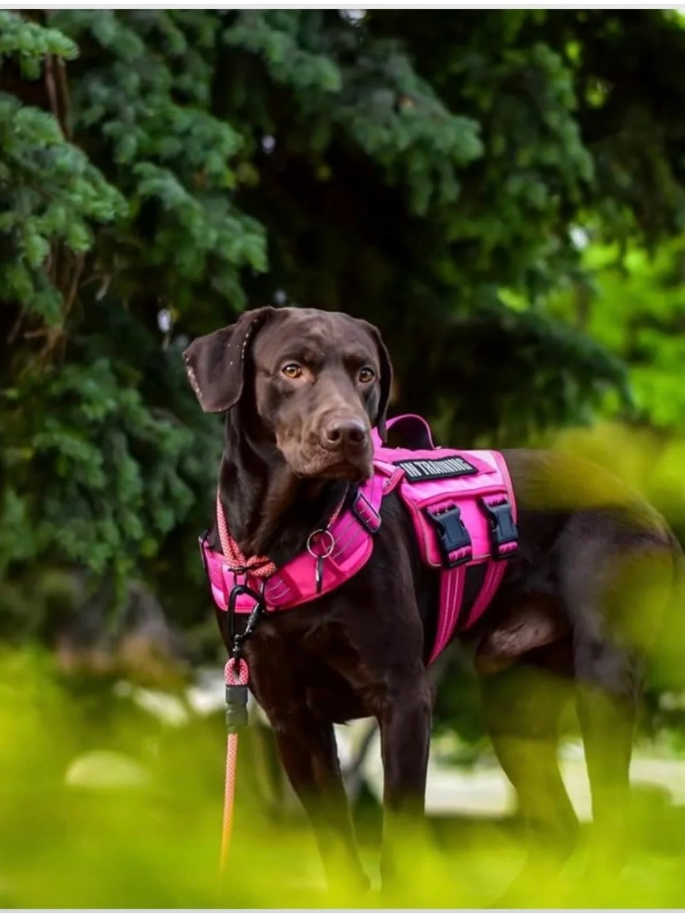 Dog Harness For Large Dogs Heavy Duty, No Pull Tactical Dog Harness With Molle